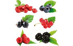 berries-favorecem-a-boa-forma